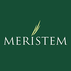 Meristem